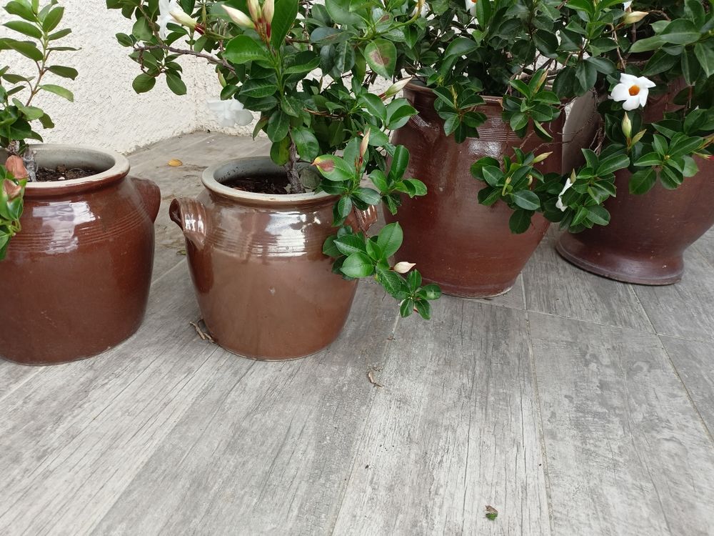 pots en gr&egrave;s. Décoration