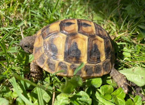 Tortue de jardin  80 95140 Garges-ls-gonesse