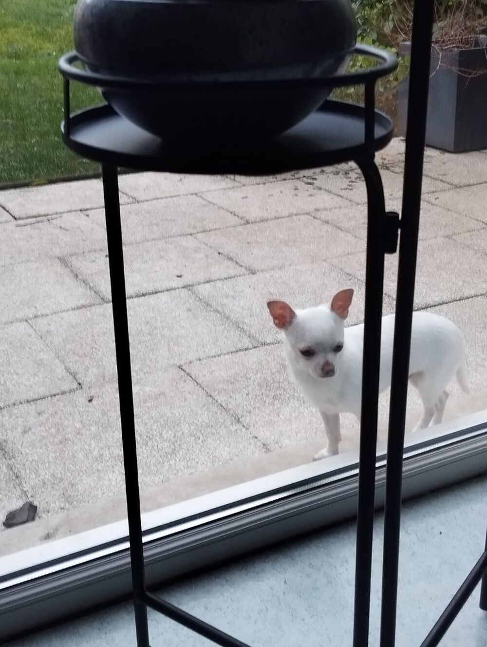   chiot chihuahua mle LOF poil court  