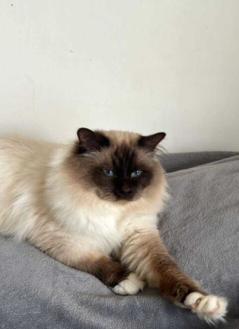 Chatons type Sacr&eacute; de Birmanie �" disponibles &agrave;  partir de mi-mai 0 93420 Villepinte