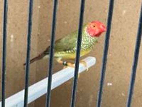   Oiseaux exotiques 
