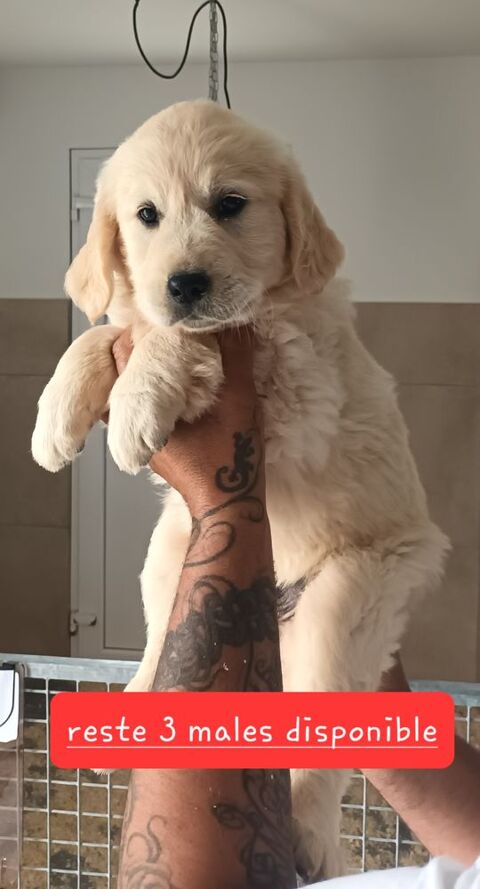 GOLDEN RETRIEVER 1000 72250 Parign-l'vque