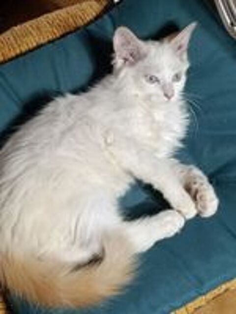   chaton 
