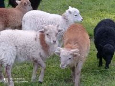   Moutons Ouessant 