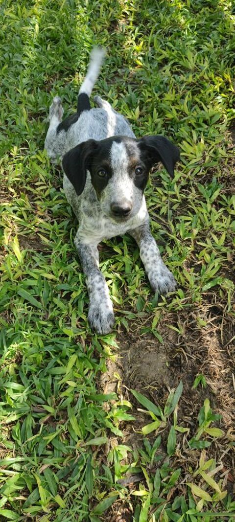 Kaly, femelle X berger, n&eacute;e le 26/09/2025 🐶 300 67000 Strasbourg