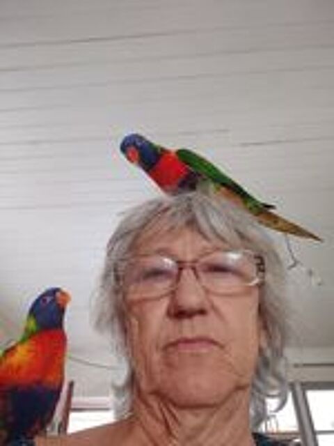   Couple de LORIQUET  