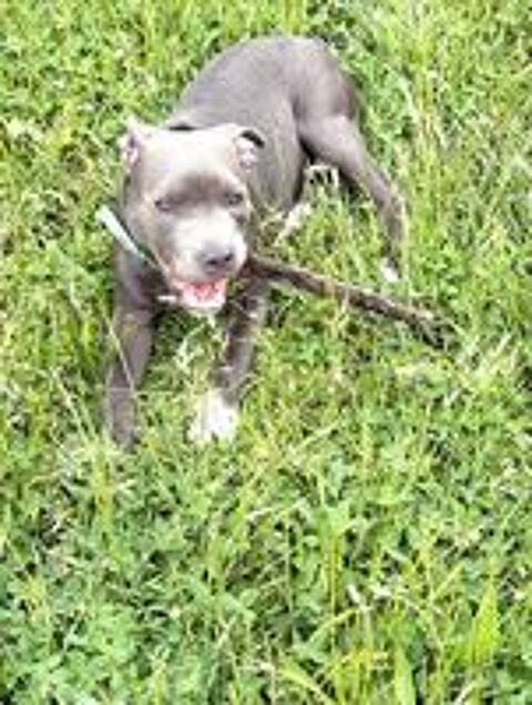   contre bons soins  staffie  de 6 mois  