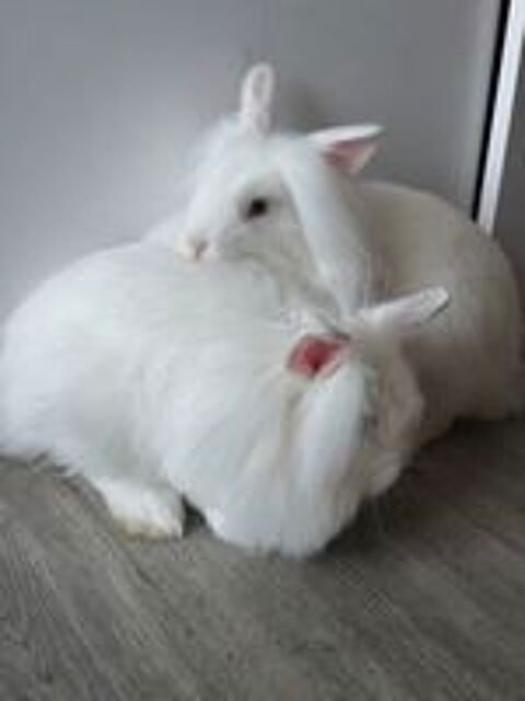   Lapins angora  
