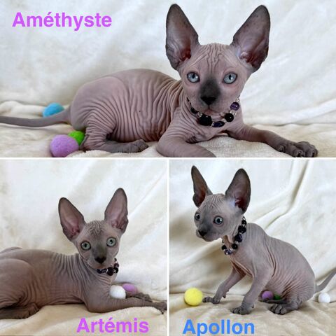 Chatons Sphynx LOOF (chat nu) 1950 11100 Narbonne