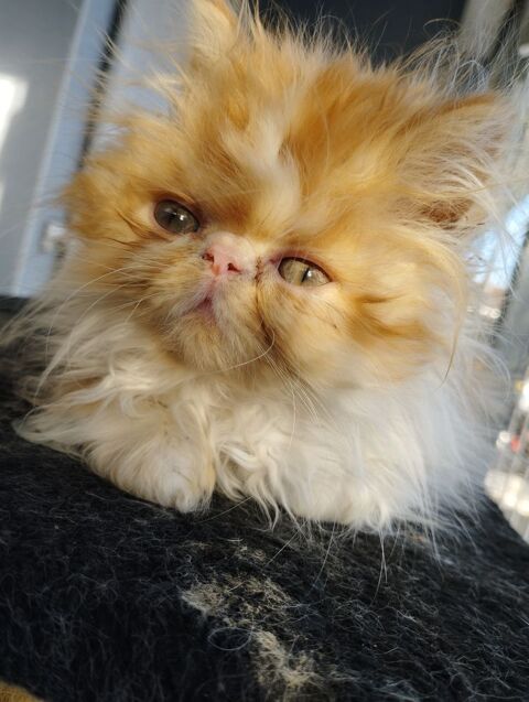 Magnifique Chaton PERSAN M&acirc;le - Pure Race LOOF 1050 25460 �tupes