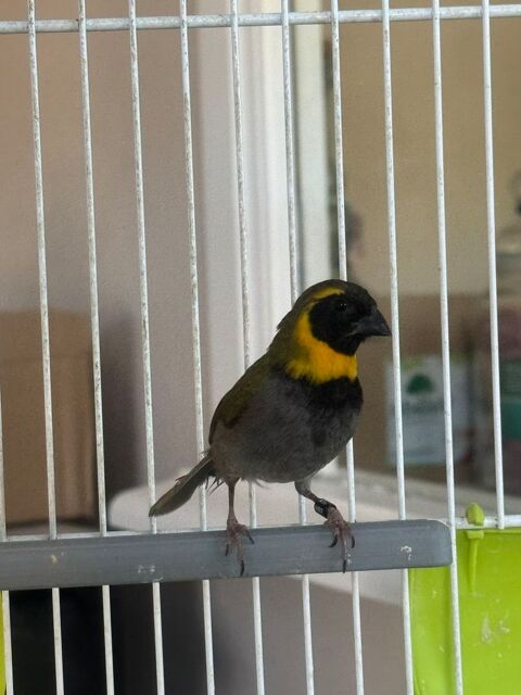 Oiseau petit chanteur de Cuba 60 93330 Neuilly-sur-marne