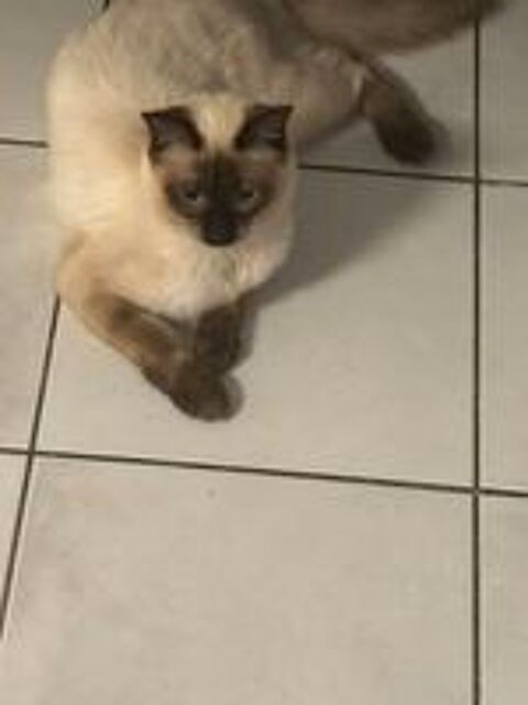   Chat  