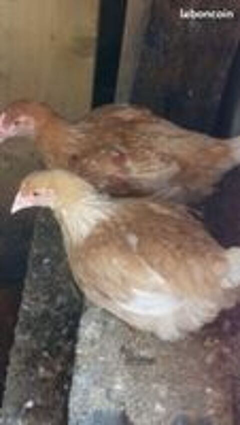   Jeunes poules label roux de 8 semaines  