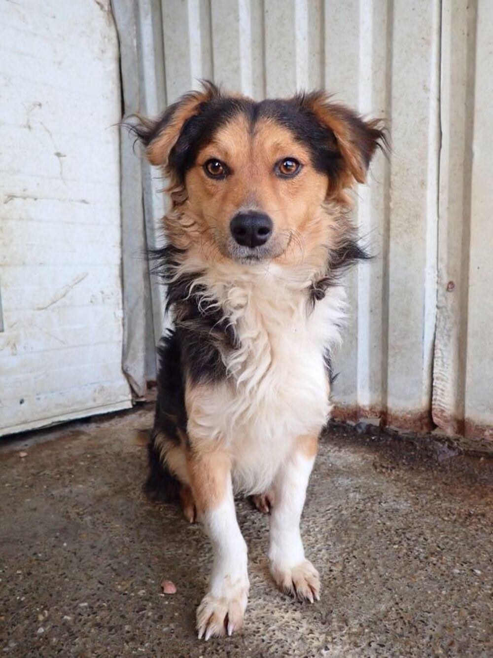   Helio � l'adoption 
