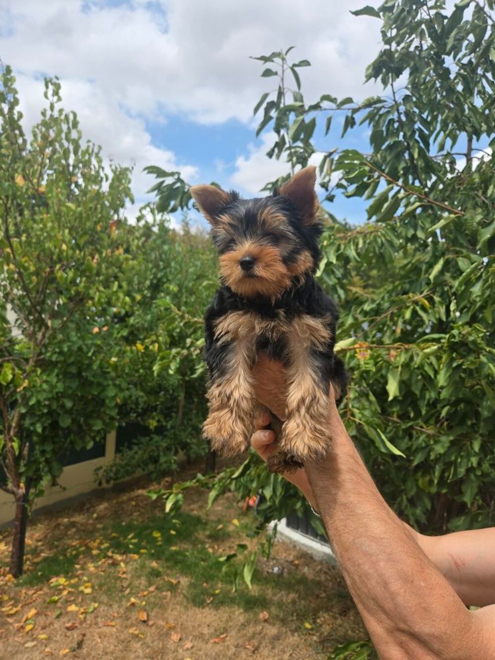   YORSHIRE TERRIER 