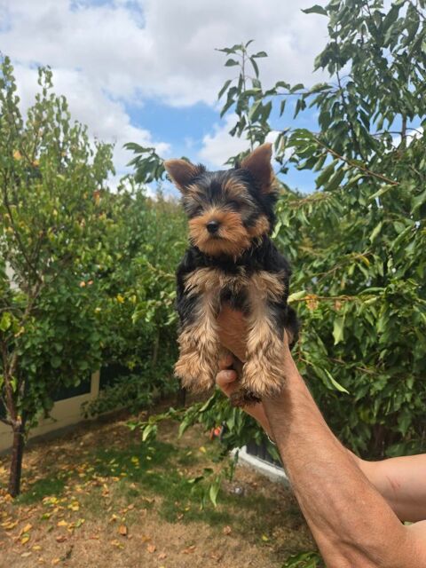 YORSHIRE TERRIER 1300 49300 Cholet