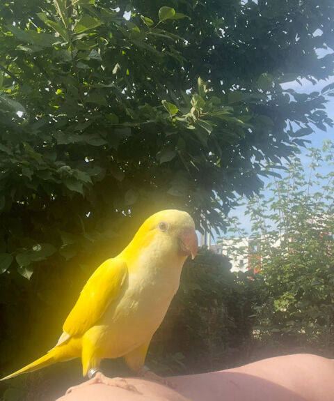 Conure souris tr&egrave;s apprivois&eacute;e qui parle 500 75013 Paris