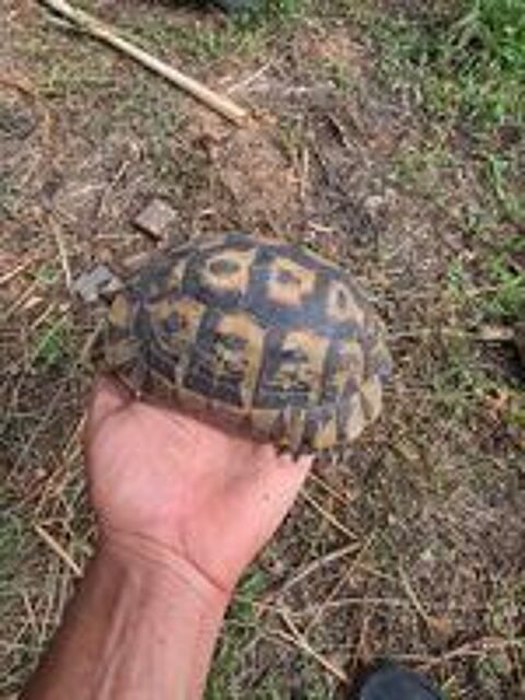   Tortue femelle  