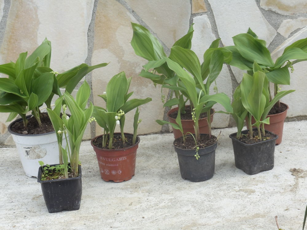 Muguet Jardin