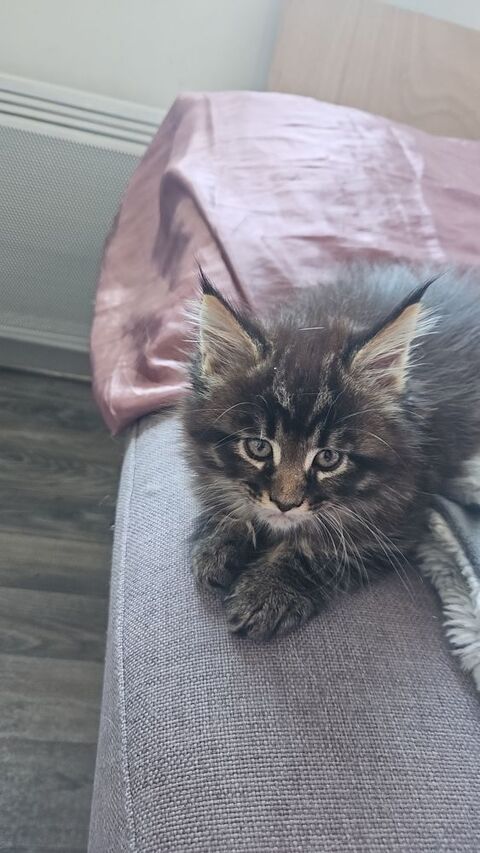 Chatons Maine coon LOOF 1500 44250 St brevin l ocean