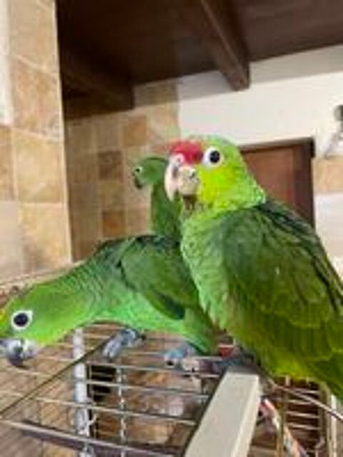   perroquet amazone front rouge EAM 