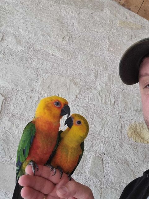 Couple conure jandaya EAM 500 86380 Marigny-brizay