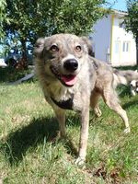   Elegance  l'adoption , en urgence 