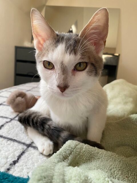 Chatons ??? 150 89100 Paron