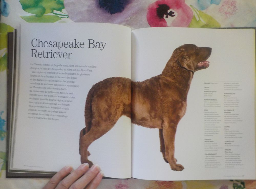 CHIENS RAPPORTEURS DE GIBIER, CHIENS LEVEURS ET CHIENS D'EAU Livres et BD