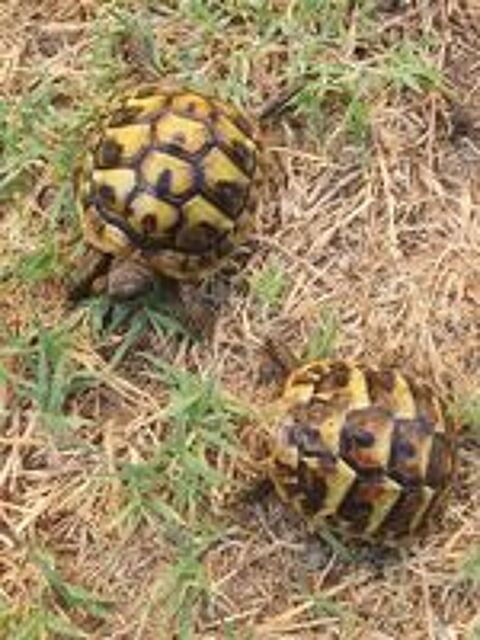   Bb tortue  