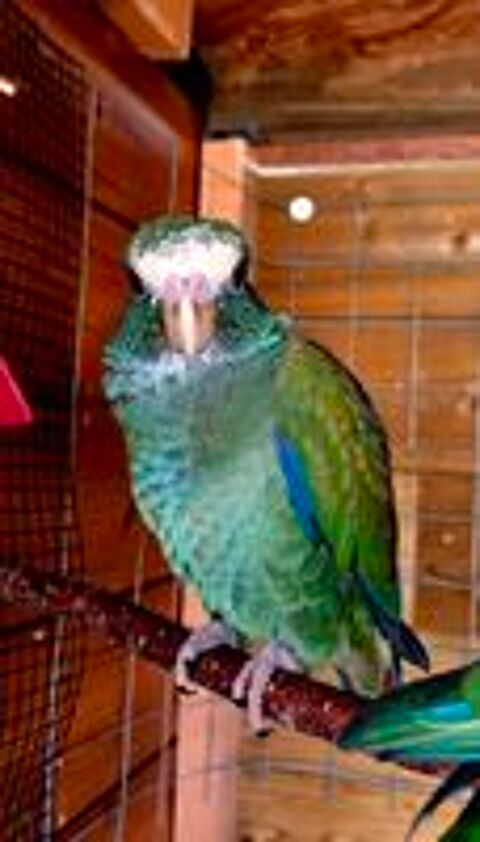   Perroquet pionus senilis  