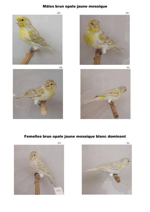 Canaris brun opale jaune mosa&iuml;que 15 95000 Cergy