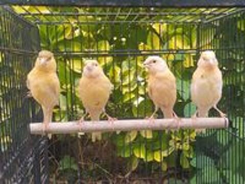   Canaris 