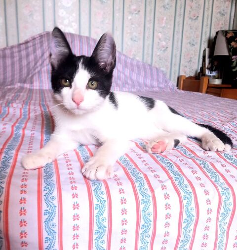 Chaton &agrave; adopter 0 63200 Riom