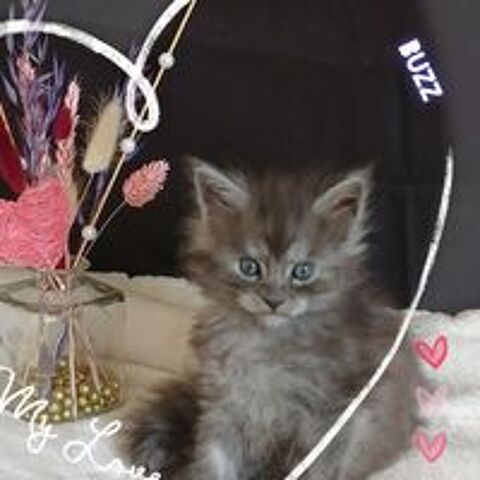   Chatons Males MAINE COON 