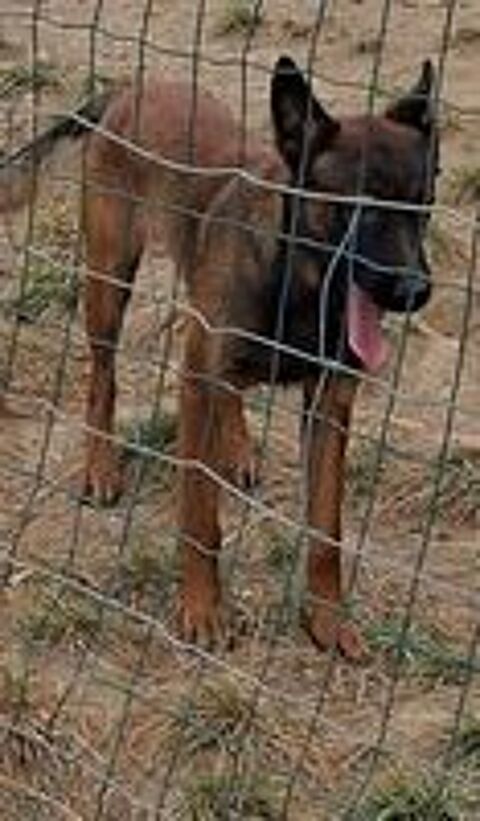   Malinois 