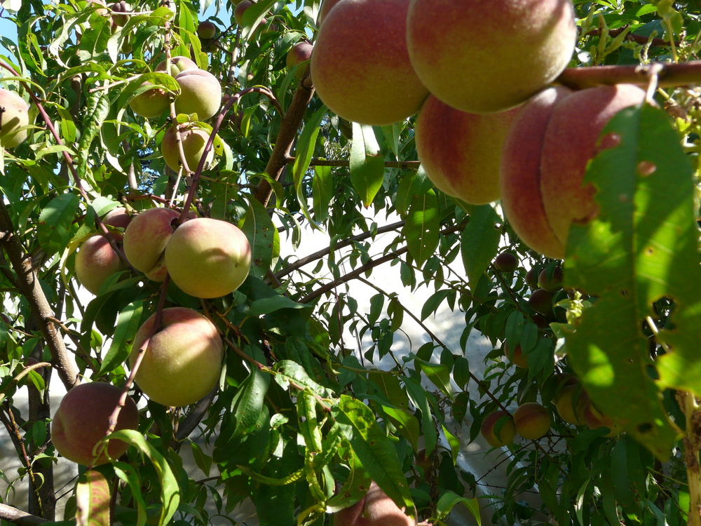 P&ecirc;chers de vigne Jardin