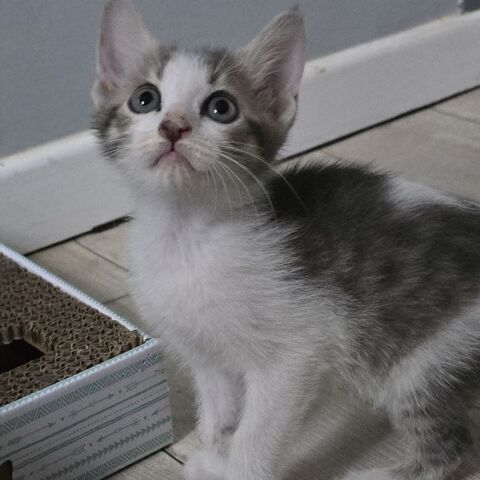 LÉLIA, jolie minette à l'adoption 1 26740 Condillac