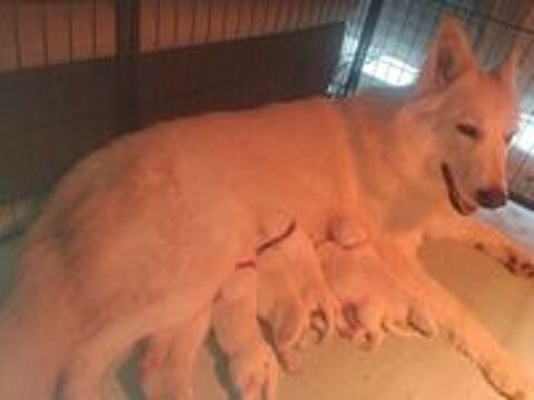   Chiots berger blanc suisse lof 