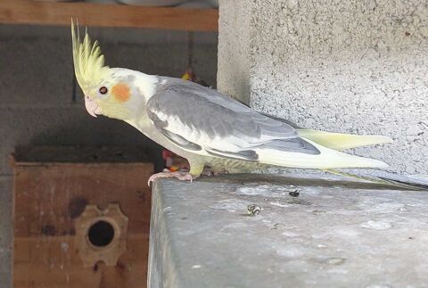 Perruche calopsitte 25 86500 Montmorillon