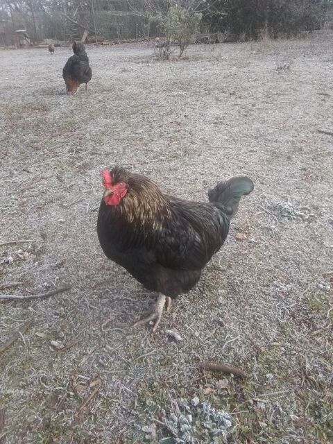Coqs &eacute;lev&eacute;s en plein air 12 46000 Cahors