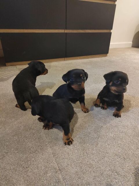 chiots de pinscher naine 400 77550 Moissy-cramayel