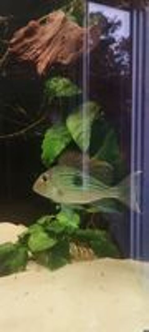   Cichlides geophagus  