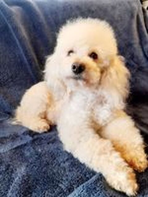   Chiot Caniche Nain Blanc LOF 