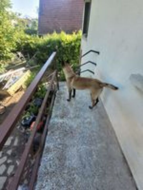   Malinois LOF provisoire de 2 ans  