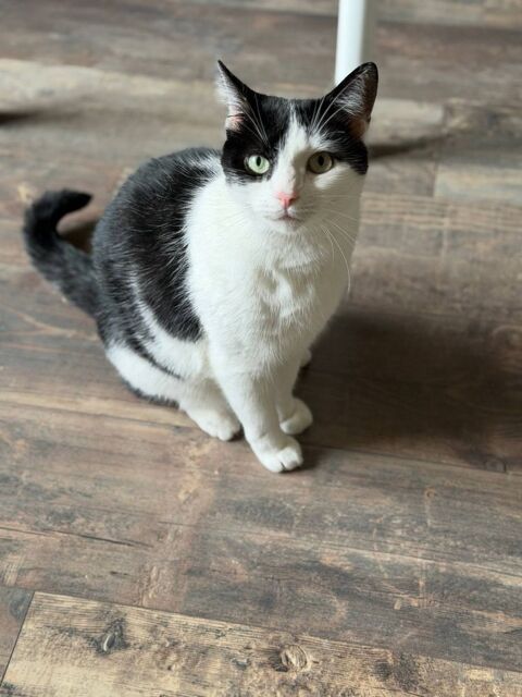 Chat MYSTIE &agrave; l adoption 200 26790 Suze-la-rousse