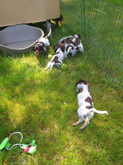 Chiots Epagneul Picard. 900 41300 Salbris