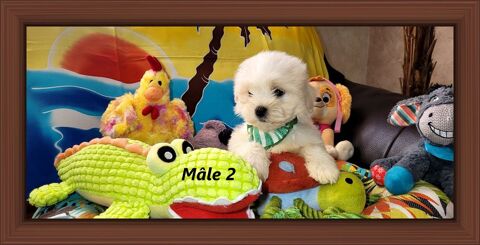 CHIOTS MORKIES m&acirc;les ( bichon maltais x yorkshire) 700 41700 Le controis-en-sologne
