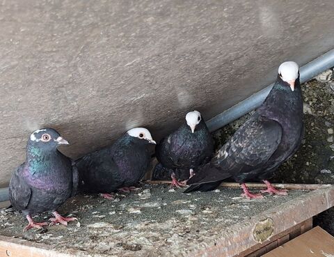 Pigeons catalans de vol 15 30160 Bessges