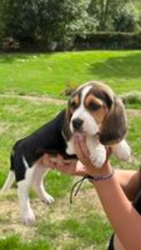  beagles 